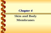 Chapter 4 Skin and Body Membranes. Skin and Body Membranes  Function of body membranes  Line or cover body surfaces  Protect body surfaces  Lubricate.