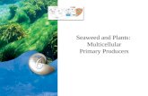 Seaweed and Plants: Multicellular Primary Producers.
