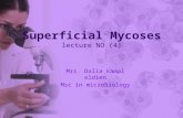 Superficial Mycoses lecture NO (4) Mrs. Dalia kamal eldien Msc in microbiology.