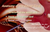 Anatomy of the Spinal Cord  Structure of the spinal cord  Tracts of the spinal cord  Spinal cord syndromes Anatomy of the Spinal Cord  Structure of.