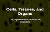 Cells, Tissues, and Organs The organization of multicellular organisms.