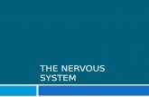 THE NERVOUS SYSTEM. Introduction  Neurons: masses of nerve cells  Nerves  Structural and functional units of nervous system  Specialized to react.