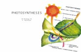 PHOTOSYNTHESIS IB Biology HL E. McIntyre. Simple Photosynthesis Overview Simplified Chemical summary: 6CO 2 + 6H 2 O + energy (sun)  C 6 H 12 O 6 + 6O.