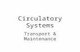 Circulatory Systems Transport & Maintenance. Circulatory Systems transport to & from tissues –nutrients, O 2 ; waste, CO 2 –hormones maintain electrolyte.