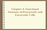 Chapter 4: Functional Anatomy of Procaryotic and Eucaryotic Cells.
