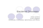 Bacterial Diseases Gram-positive Gram-negative Rickettsias, Chlamydias, Spirochetes and Vibrios.
