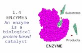 1.4 ENZYMES An enzyme is a biological protein-based catalyst.