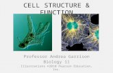 CELL STRUCTURE & FUNCTION Professor Andrea Garrison Biology 11 Illustrations ©2010 Pearson Education, Inc.