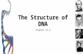 The Structure of DNA Chapter 12.2 Mendel Watson Crick Franklin.