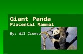 Giant Panda Placental Mammal By: Wil Crowson. Classification  Kingdom: Animalia  Phylum: Chordata  Class: Mammalia  Scientific Name: Ailuropoda melanoleuca.