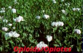 Opioids/Opiates. Narcotics: (Opioids) These drugs are referred to as the opioid (or opiate) narcotics because of their association with opium.