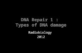 DNA Repair 1 : Types of DNA damage Radiobiology 2012.