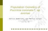 Population Genetics of Puccinia coronata f. sp. avenae Hattie Dambroski and Martin Carson USDA-ARS Cereal Disease Laboratory Saint Paul, MN.