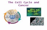 The Cell Cycle and Cancer. The Stages of the Cell Cycle 1. Click on picture for cell cycle animation – will go to ).