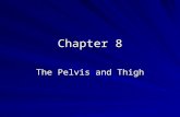 Chapter 8 The Pelvis and Thigh. Introduction Pelvic girdle forms structural base of support between lower extremity and trunk Hip articulation – strongest.