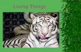 Living Things. Animals Plants ANIMALS Mammals Bugs Fish Birds Reptiles Amphibians.
