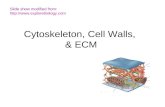 Cytoskeleton, Cell Walls, & ECM Slide show modified from: .