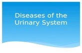 Diseases of the Urinary System.  Inflammation of the bladder usually caused by pathogens entering the urinary meatus  More common in females because.