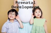 Prenatal Development. On-Going Prenatal Care Often there is a direct correlation between the health of the expectant mother and the health of the unborn.