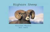 Bighorn Sheep Kristen Mayers WIS 4943. What Will Be Covered: Introduction Background Information Ecology Management The Future Current Event.