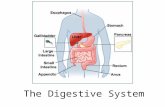 The Digestive System. 15.1 Functions: mechanical and chemical breakdown of food *absorption of nutrients Consists of alimentary canal and accessory organs.
