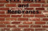 Borders are important… 2 types in cells : walls & membranes.