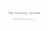 The Urinary System Health Sciences 1. Performs the main part of the excretory function in the body Most important organ of excretory system is the kidney.