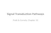 Signal Transduction Pathways Pratt & Cornely, Chapter 10.