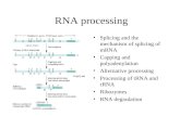 RNA processing Splicing and the mechanism of splicing of mRNA Capping and polyadenylation Alternative processing Processing of tRNA and rRNA Ribozymes.