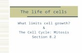The life of cells What limits cell growth? & The Cell Cycle: Mitosis Section 8.2.