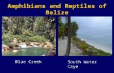Amphibians and Reptiles of Belize Blue Creek South Water Caye.