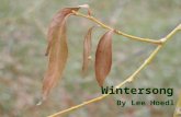 Wintersong By Lee Hoedl. It enters on its dusted wings; in silence and innocence.