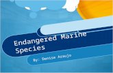 Endangered Marine Species By: Denise Araujo. 1. Manatee The scientific name for the manatee is Trichechus Manatus. Can be found in rivers, estuaries,