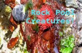 By Chiara Ciach. What are rock pool creatures? Rock pool creatures are animals that live in rock pools. They are mini sea animals that go to rock pools