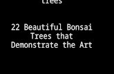 Beautiful bonsai trees 22 Beautiful Bonsai Trees that Demonstrate the Art.