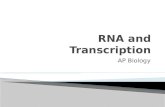 AP Biology.  DNA → RNA → PROTEINS  GENE = sequence of DNA with a specific function (final product = polypeptide OR RNA)  RNA's = intermediates between.