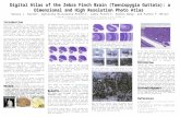 Harvey J. Karten 1, Agnieszka Brzozowska-Prechtl 1, James Prechtl 1, Haibin Wang 2, and Partha P. Mitra 2 Digital Atlas of the Zebra Finch Brain (Taeniopygia.
