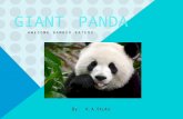 GIANT PANDA AWESOME BAMBOO EATERS By: K.A.Stute. INTRODUCTION WHAT IS PANDAS CALLED Scientific name is : Ursusmelanoleucas. Its real name is Panda. LIFESPAN.