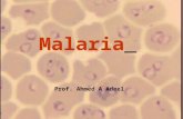 Malaria Prof. Ahmed A Adeel Malaria Species Four species of malaria : – Plasmodium falciparum: malignant tertian malaria – Plasmodium vivax: benign.