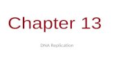 Chapter 13 DNA Replication. Figure 13.2 Living S cells (control) Mouse healthy Results Griffith Mouse healthy Mouse dies Living S cells Living R cells.