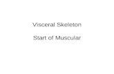 Visceral Skeleton Start of Muscular. Visceral Skeleton Spanchnocranium –Develops within the pharyngeal arches –Fishes – jaw skeleton Gill arches.