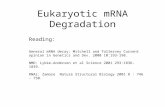 Eukaryotic mRNA Degradation Reading: General mRNA decay: Mitchell and Tollervey Current opinion in Genetics and Dev. 2000 10:193-198. NMD: Lykke-Andersen.