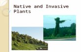 Native and Invasive Plants. Invasive plant Ability to spread aggressively outside its natural range Especially in new habitat.