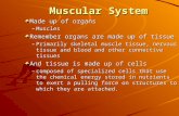 Muscular System Made up of organs –Muscles Remember organs are made up of tissue –Primarily skeletal muscle tissue, nervous tissue and blood and other.