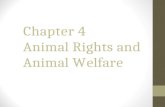 Chapter 4 Animal Rights and Animal Welfare. Student Learning Objectives Identify ethics involved with animal production. Discuss animal welfare and animal.
