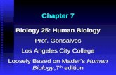 Chapter 7 Biology 25: Human Biology Prof. Gonsalves Los Angeles City College Loosely Based on Mader’s Human Biology,7 th edition.