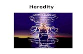 Heredity. the passing of physical characteristics from parents to offspring.