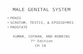 MALE GENITAL SYSTEM PENIS SCROTUM, TESTIS, & EPIDIDYMIS PROSTATE KUMAR, COTRAN, AND ROBBINS 7 th Edition CH 18.