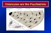 Osteocytes are like Psychiatrists. Form as well as Content.