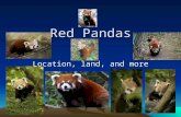 Red Pandas Location, land, and more Red Panda The red panda is 2 feet long with an 18 inch tail. It is slightly larger than a house cat. It has rust-colored.